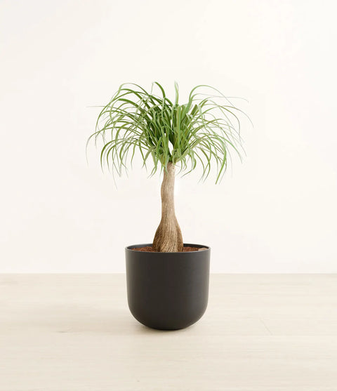 Nolina Palm