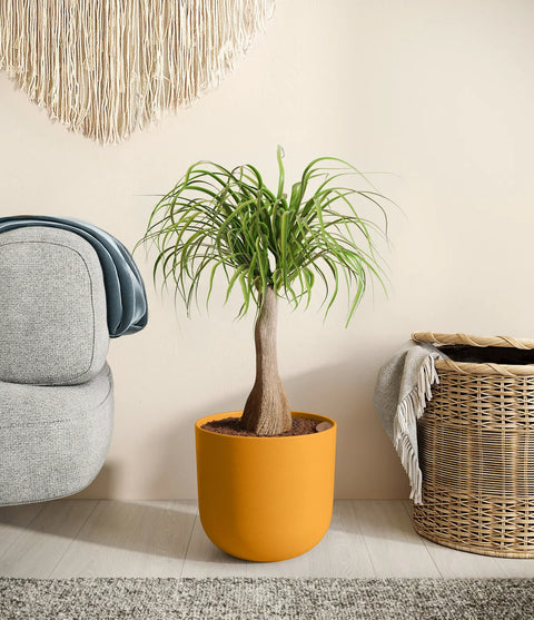Nolina Palm