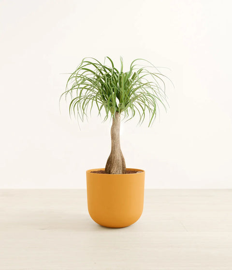 Nolina Palm