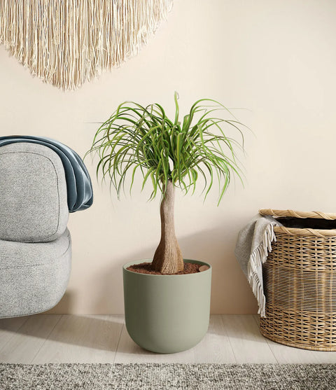 Nolina Palm