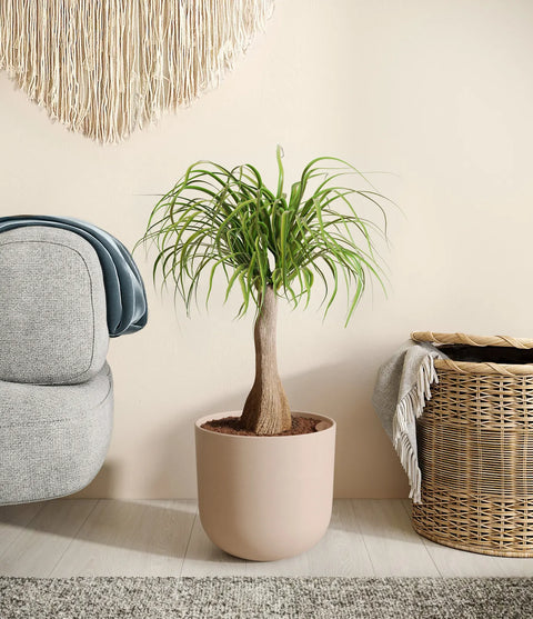 Nolina Palm