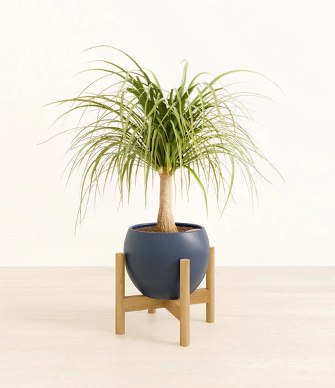 Nolina Palm
