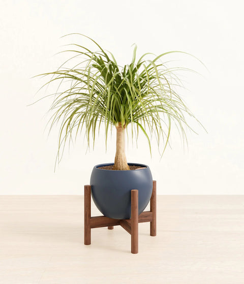 Nolina Palm