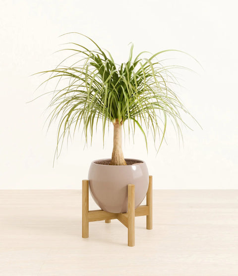 Nolina Palm
