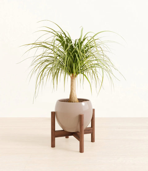 Nolina Palm