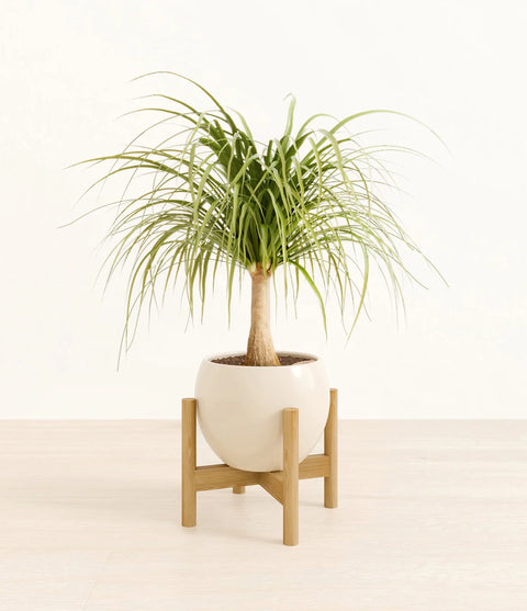 Nolina Palm
