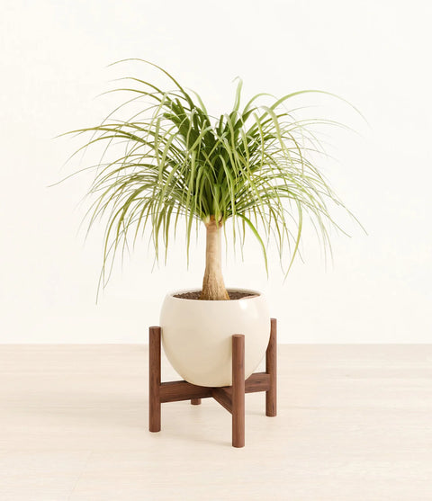 Nolina Palm
