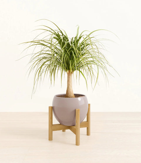 Nolina Palm