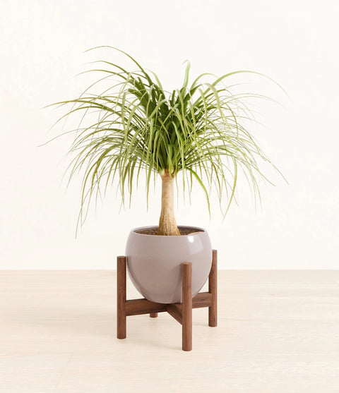 Nolina Palm
