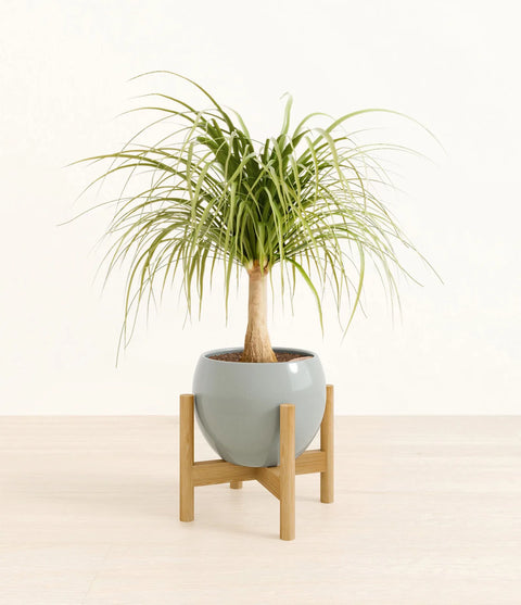Nolina Palm