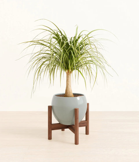 Nolina Palm