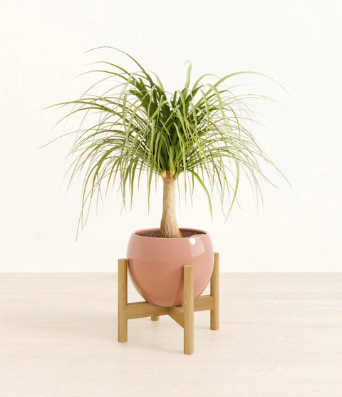Nolina Palm