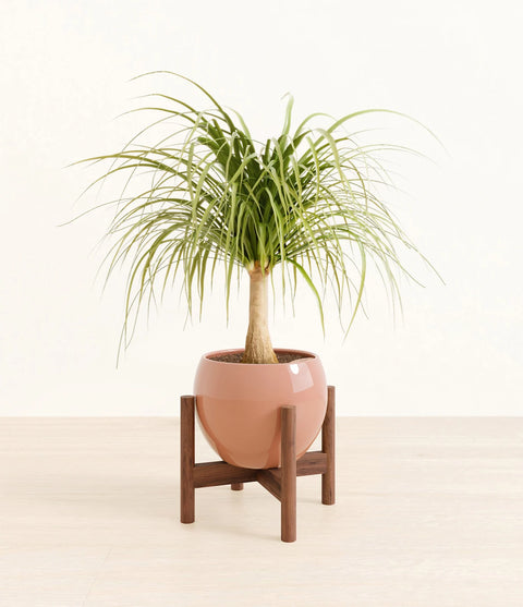 Nolina Palm