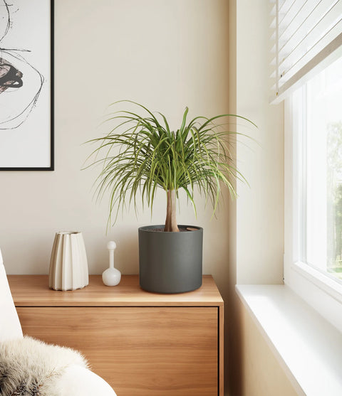 Nolina Palm