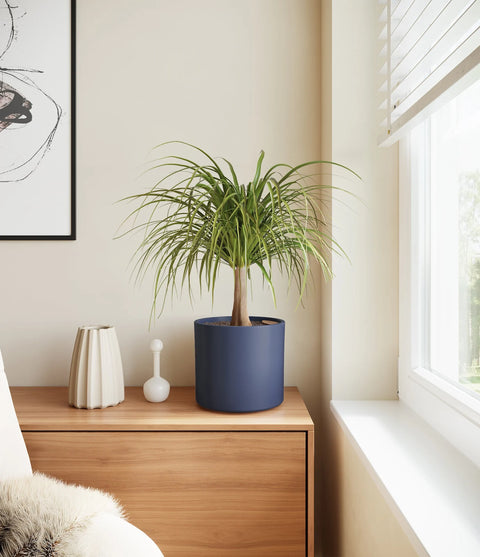 Nolina Palm