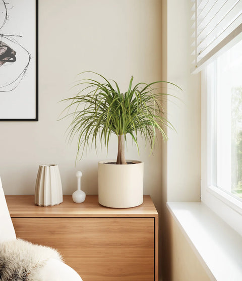 Nolina Palm