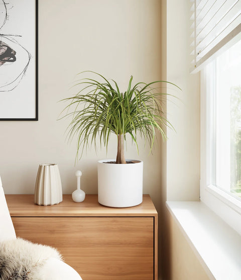 Nolina Palm