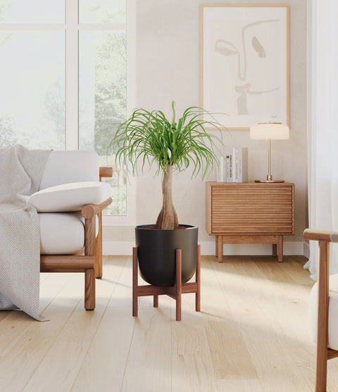 Nolina Palm