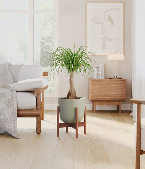 Nolina Palm