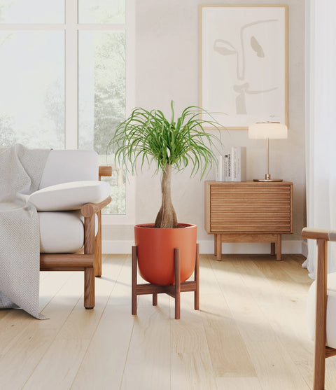Nolina Palm