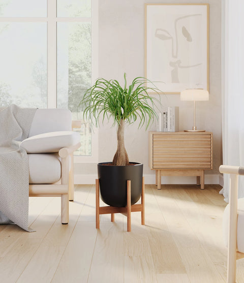 Nolina Palm