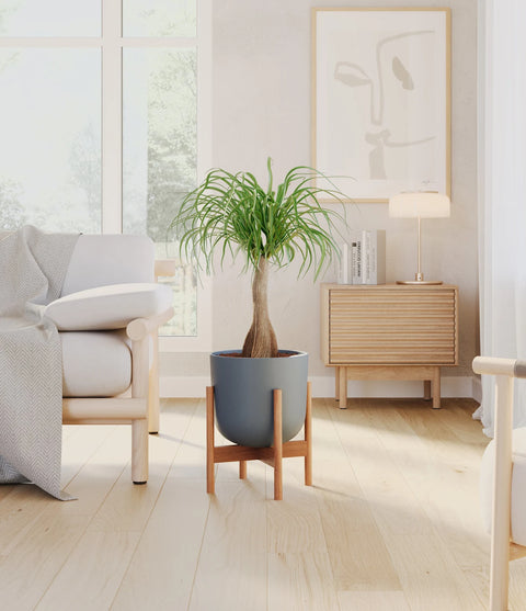 Nolina Palm