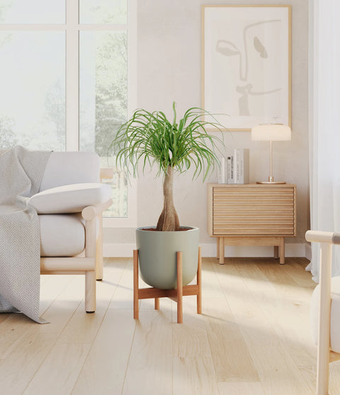 Nolina Palm