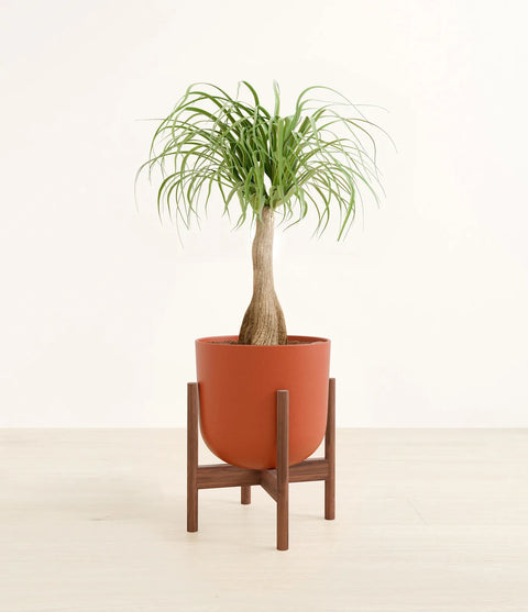 Nolina Palm