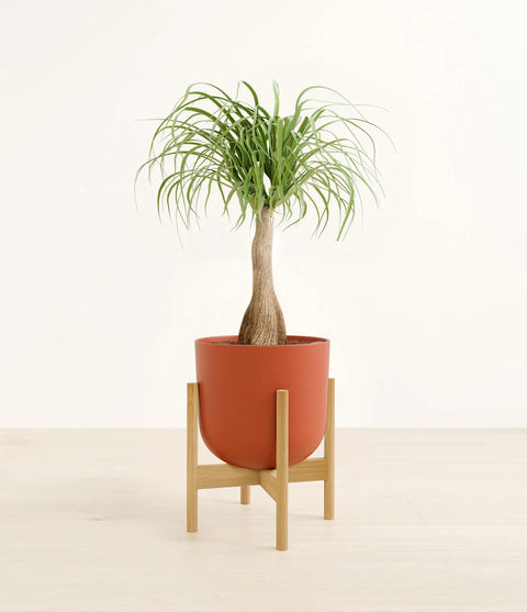 Nolina Palm
