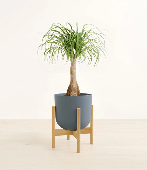 Nolina Palm