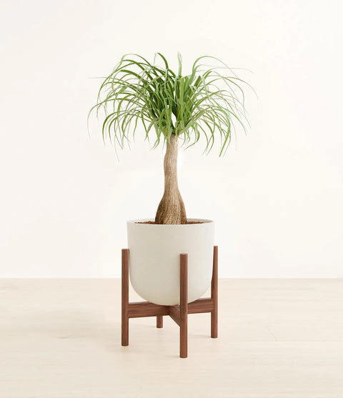 Nolina Palm