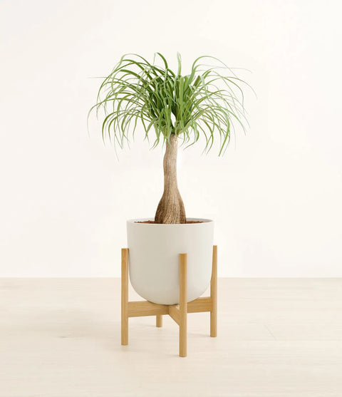 Nolina Palm