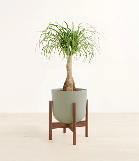 Nolina Palm