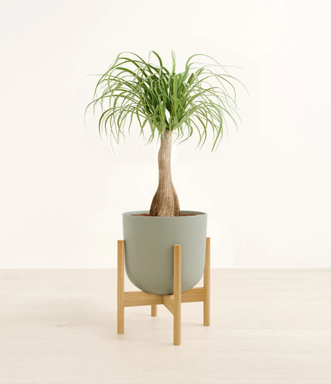 Nolina Palm