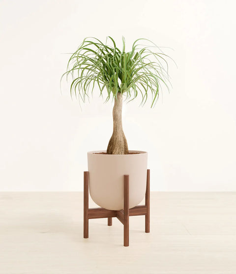 Nolina Palm