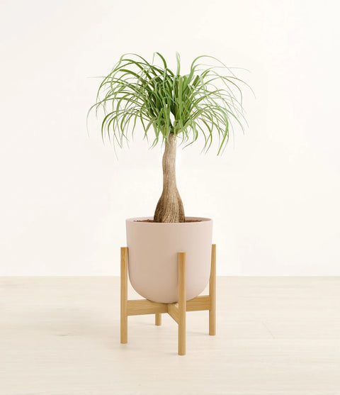 Nolina Palm