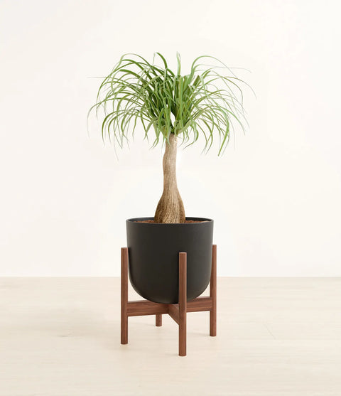 Nolina Palm
