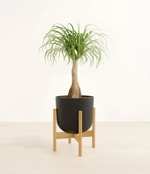 Nolina Palm