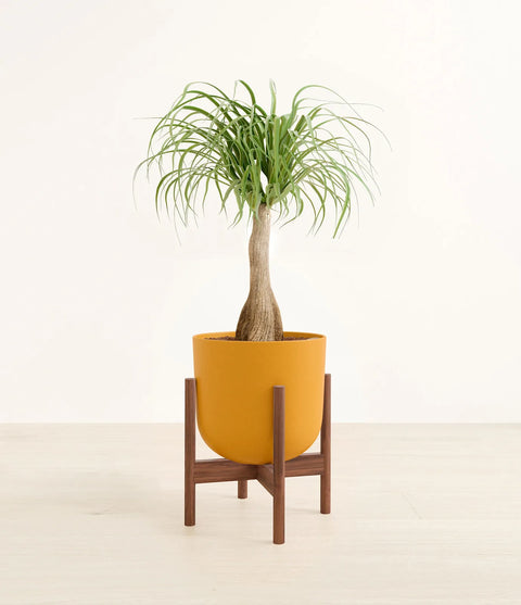 Nolina Palm