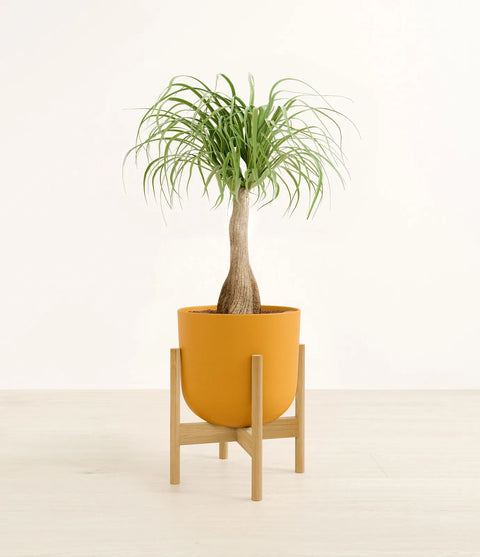 Nolina Palm