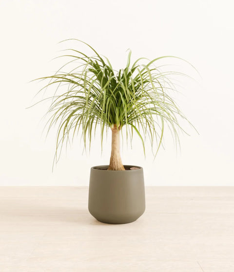 Nolina Palm