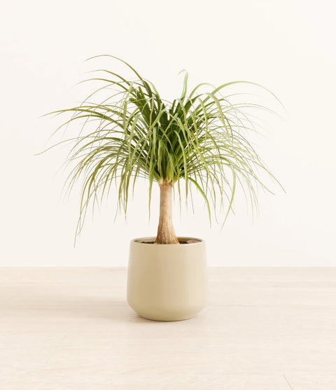 Nolina Palm