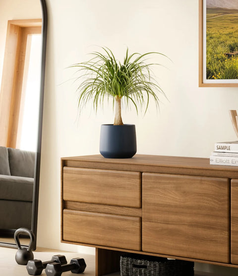Nolina Palm
