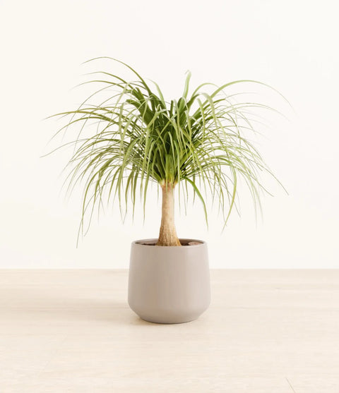 Nolina Palm
