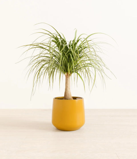 Nolina Palm