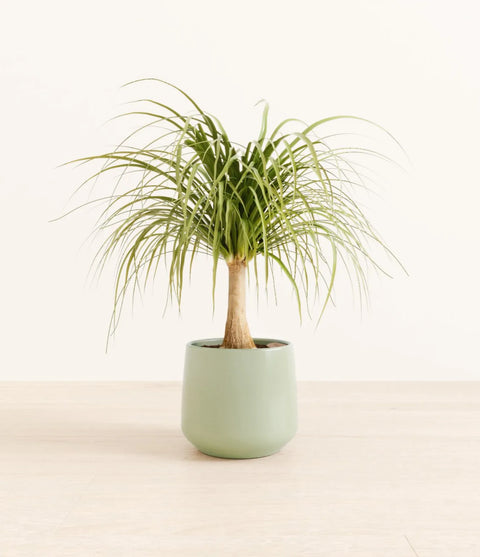 Nolina Palm