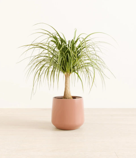 Nolina Palm