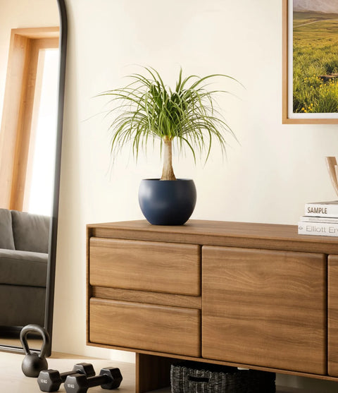 Nolina Palm
