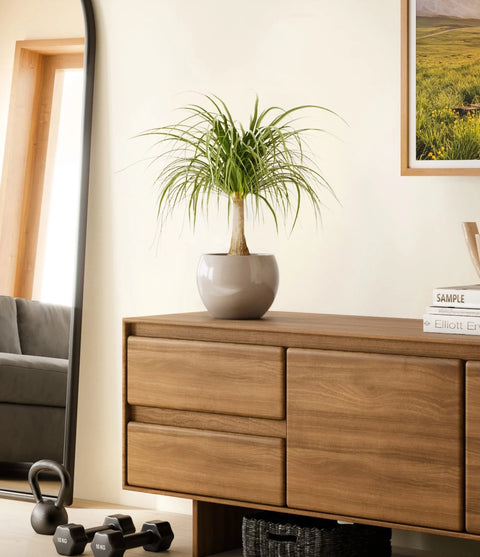 Nolina Palm