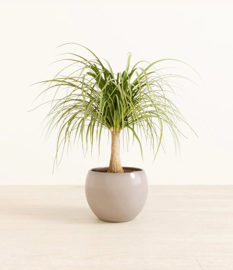 Nolina Palm